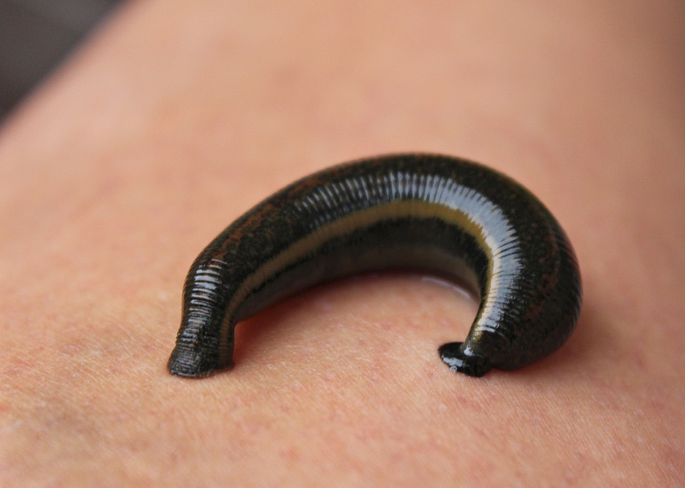 leech-1055446_960_720