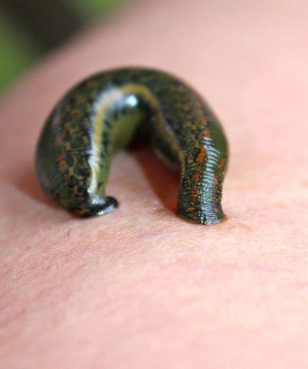 leech-1055447_960_720