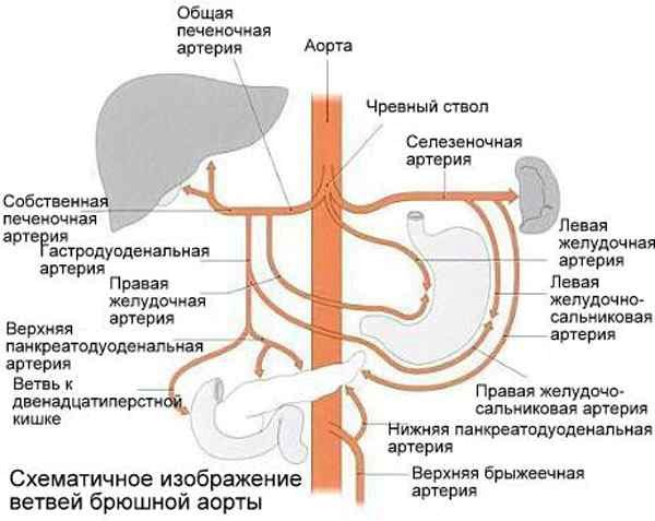 %d1%87%d0%b8%d1%81%d1%82%d0%ba%d0%b0-%d1%87%d1%80%d0%b5%d0%b2%d0%bd%d0%be%d0%b3%d0%be-%d1%81%d1%82%d0%b2%d0%be%d0%bb%d0%b0